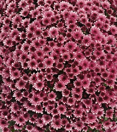 Belgian Mums® Vigorelli Violet
